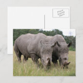 Zwei Rhinos Postcard Postkarte (Vorne/Hinten)
