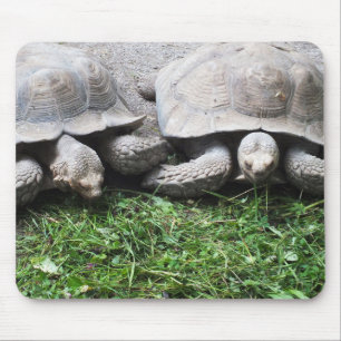 Zwei Riesenschildkröten Mousepad