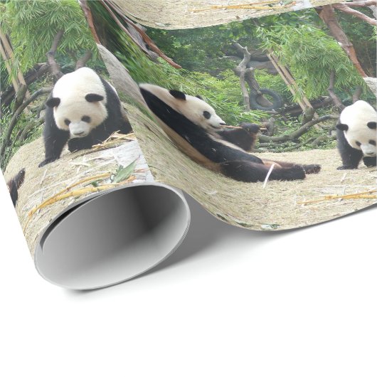 Zwei riesige Panda. Tierfotografie Geschenkpapier (Rolleneckpunkt)
