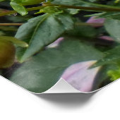 Zwei rosa Dahlias Poster (Ecke)