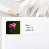 Zwei rosa Hydrangea (Insitu)