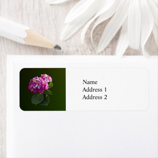 Zwei rosa Hydrangea (Insitu)
