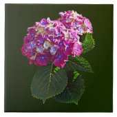 Zwei rosa Hydrangea Fliese (Vorderseite)