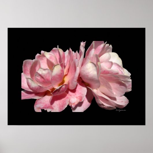 Zwei rosa Roses Poster Schwarz Print (Vorne)