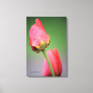 Zwei rosa Tulips Canvas drucken Leinwanddruck