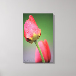 Zwei rosa Tulips Canvas drucken Leinwanddruck
