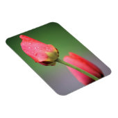 Zwei rosa Tulips Magnet (Rechte Seite)