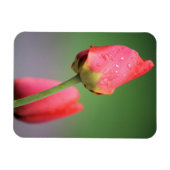 Zwei rosa Tulips Magnet (Horizontal)