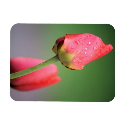 Zwei rosa Tulips Magnet (Horizontal)