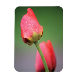 Zwei rosa Tulips Magnet