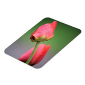Zwei rosa Tulips Magnet (Linke Seite)