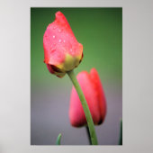 Zwei rosa Tulips Poster (Vorne)