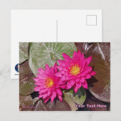 Zwei rosafarbene Lilien Postkarte (Vorne/Hinten)