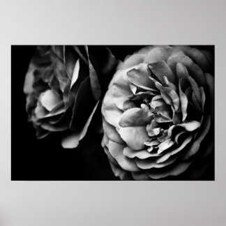 zwei Rose Poster