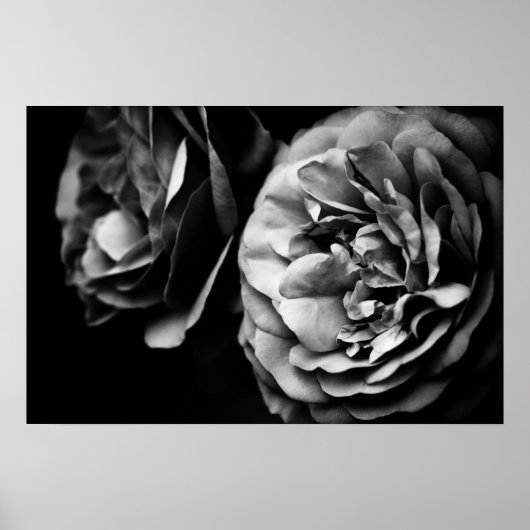 zwei Rose Poster (Vorne)