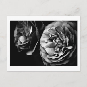 zwei Rose Postkarte