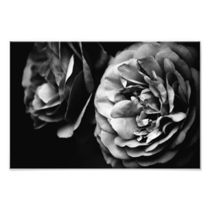 zwei Rosen Fotodruck