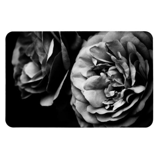 zwei Rosen Magnet (Horizontal)