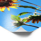 Zwei rote Sonnenblumen 8x10 Fotodruck (Ecke)