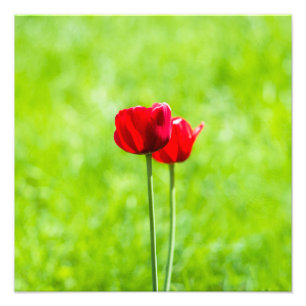 Zwei rote TulpenBlume Fotodruck