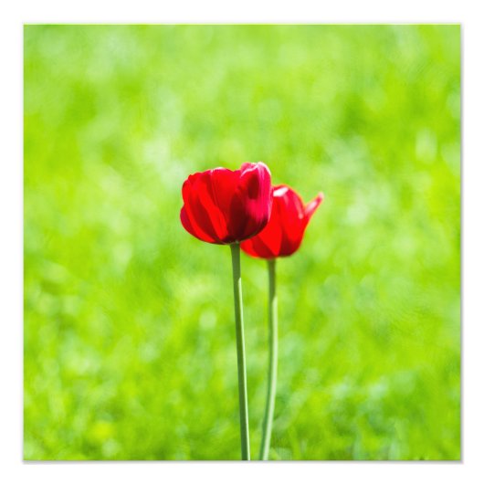 Zwei rote TulpenBlume Fotodruck (Vorne)