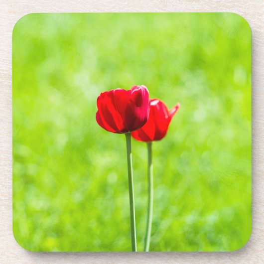 Zwei rote TulpenBlume Getränkeuntersetzer (Vorderseite)