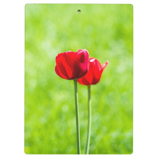 Zwei rote TulpenBlume Klemmbrett (Rückseite)