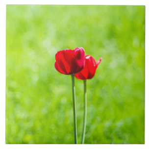Zwei rote Tulpenblüten Fliese