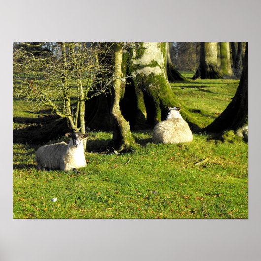 Zwei ruhende Schafe Poster (Vorne)