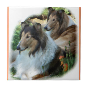 Zwei Sable-raues Collies Fliese
