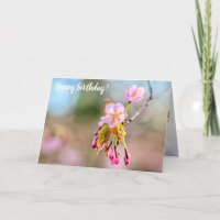 Zwei Sakura-Blume auf einem Tipp einer Twig im Frü