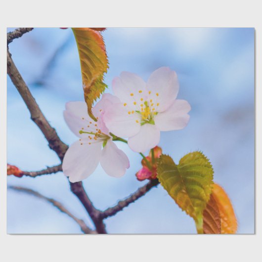 Zwei Sakura-Blume in blassrosa Farbe im Frühjahr Geschenkpapier (Flach)