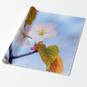 Zwei Sakura-Blume in blassrosa Farbe im Frühjahr Geschenkpapier (Ungerollt)