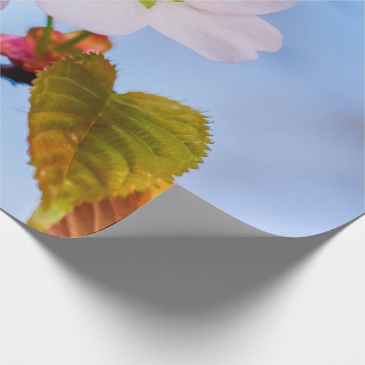 Zwei Sakura-Blume in blassrosa Farbe im Frühjahr Geschenkpapier (Ecke)