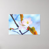 Zwei Sakura-Blume in blassrosa Farbe im Frühjahr Leinwanddruck (Vorderseite)