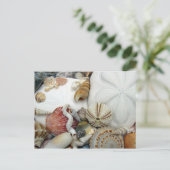 Zwei Sand Dollars leere Postkarte (Stehend Vorderseite)