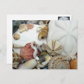 Zwei Sand Dollars leere Postkarte (Vorne/Hinten)