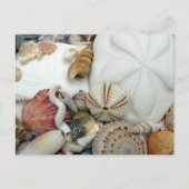 Zwei Sand Dollars leere Postkarte (Vorderseite)