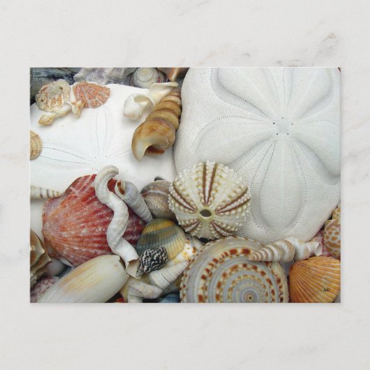 Zwei Sand Dollars leere Postkarte (Vorderseite)