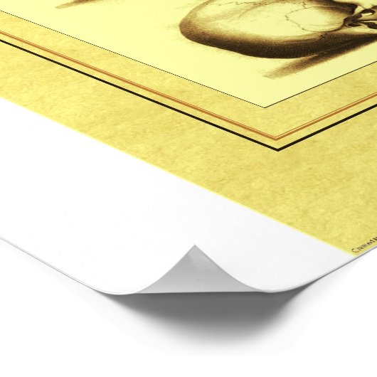 Zwei Schädel Poster (Ecke)