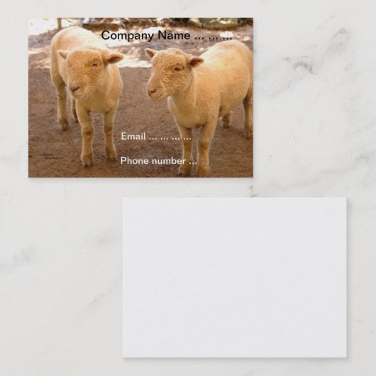 Zwei Schaf-Visitenkarten Visitenkarte (Vorne/Hinten)