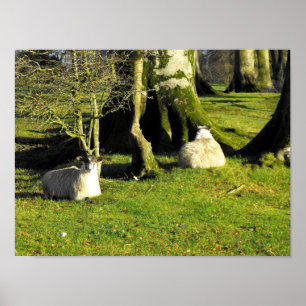 Zwei Schafe in der Erholung Poster