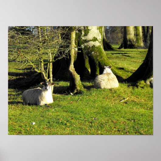 Zwei Schafe in der Erholung Poster (Vorne)