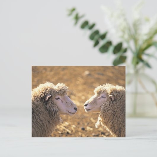 Zwei Schafe Postkarte (Stehend Vorderseite)