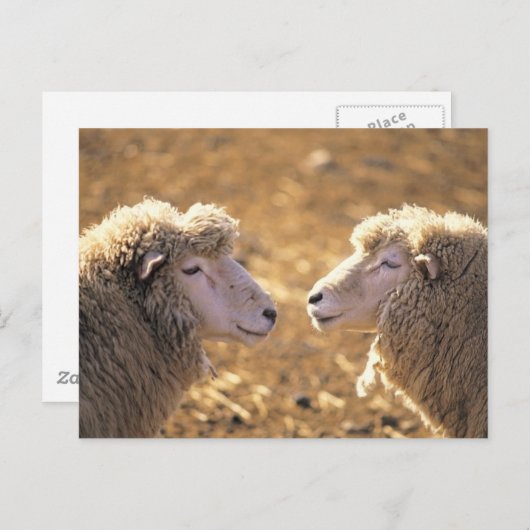 Zwei Schafe Postkarte (Vorne/Hinten)