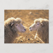 Zwei Schafe Postkarte (Vorderseite)