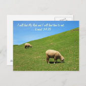 Zwei Schafe weiden friedlich Postkarte (Vorne/Hinten)