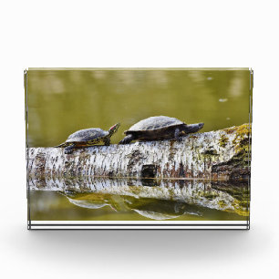 Zwei Schildkröten auf Baumlog Fotoblock