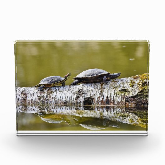 Zwei Schildkröten auf Baumlog Fotoblock (Vorderseite)