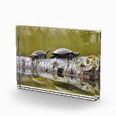 Zwei Schildkröten auf Baumlog Fotoblock (Rechts)